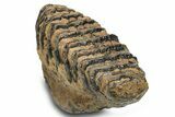 Fossil Woolly Mammoth Upper M Molar - Poland #295846-1